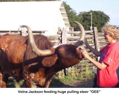 Feeding Long Horn cattle at the Home on the Range bed and breakfast in Stonewall, TX.