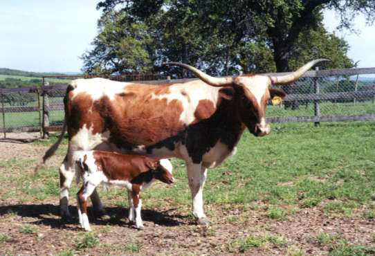 Patti and calf