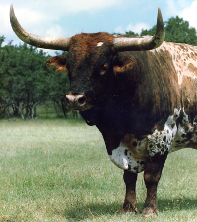 Bevo