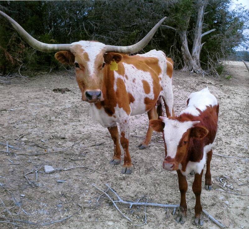 Longhorn Horn Growth Chart