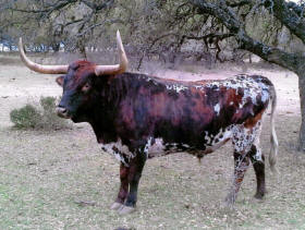 Long Horn bull that's part of the Stonewall Valley Ranch herd.