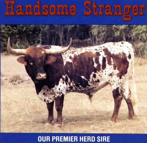 Handsome Stranger